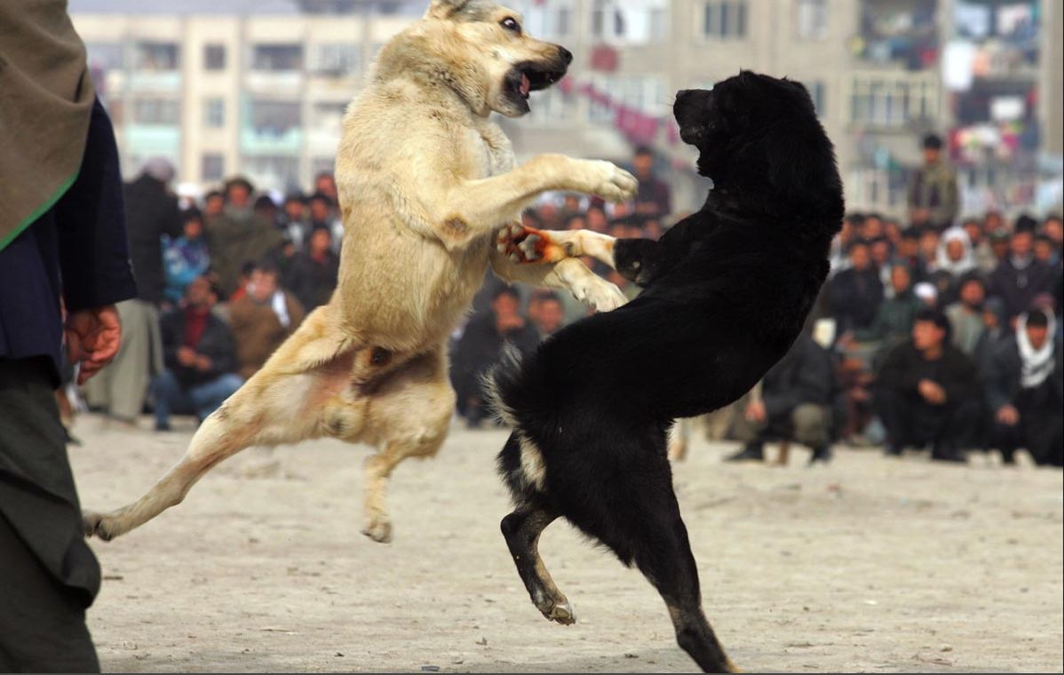 World Dangerous Dog Pictures World Dangerous Dog Pictures