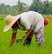 Filipino labor: cheaper and harder-working is no longer the game