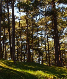 PNoy government approved the uprooting of pine trees in Baguio City
