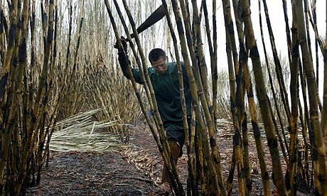 Ph Supreme Court rules on Hacienda Luisita – values vast plantation at a measly P200 million