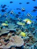 Scientific American weighs in on Spratly Islands row, cites Ph experience with ecosystem management