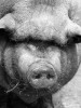 Members of Philippine Congress shouldn’t have been given the pork barrel to begin with