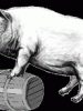 A proposal for our politicians: donate pork barrel, help send Filipino fans to Spain for FIBA 2014