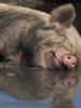 The pigsty that is the Philippines