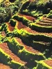 Organic Farms and “Eco-Parks” are Ruining Baguio’s Mountainsides