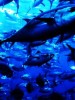 Philippines and Papua New Guinea fish exports may be banned in Europe