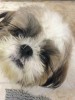 Pet Parents, Beware of Dog Spa Philippines