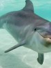 A Moment Of Silence For A Dead Anonymous Dolphin…