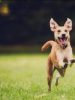 Of Dogs And Men: On The Complacency And Gullibility Of Pinoys
